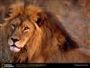 african-lion-closeup.jpg